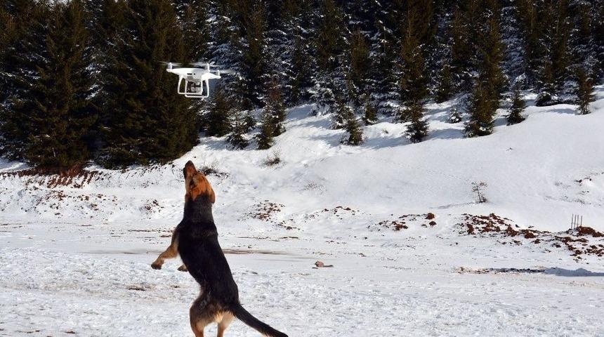 Drone Saldıran K&ouml;pek G&uuml;l&uuml;msetti