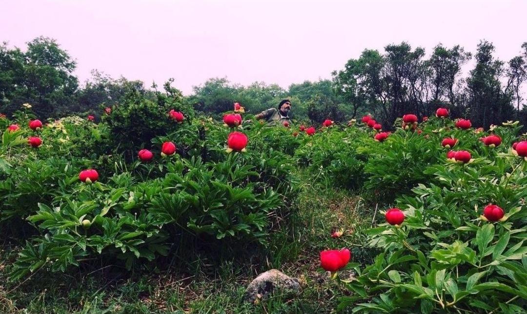 "kan &Ccedil;i&ccedil;ekleri"ne Ziyaret&ccedil;i Akını