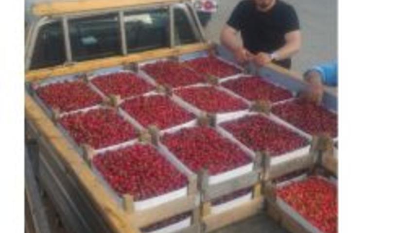 İznik Kirazı Kapışılıyor