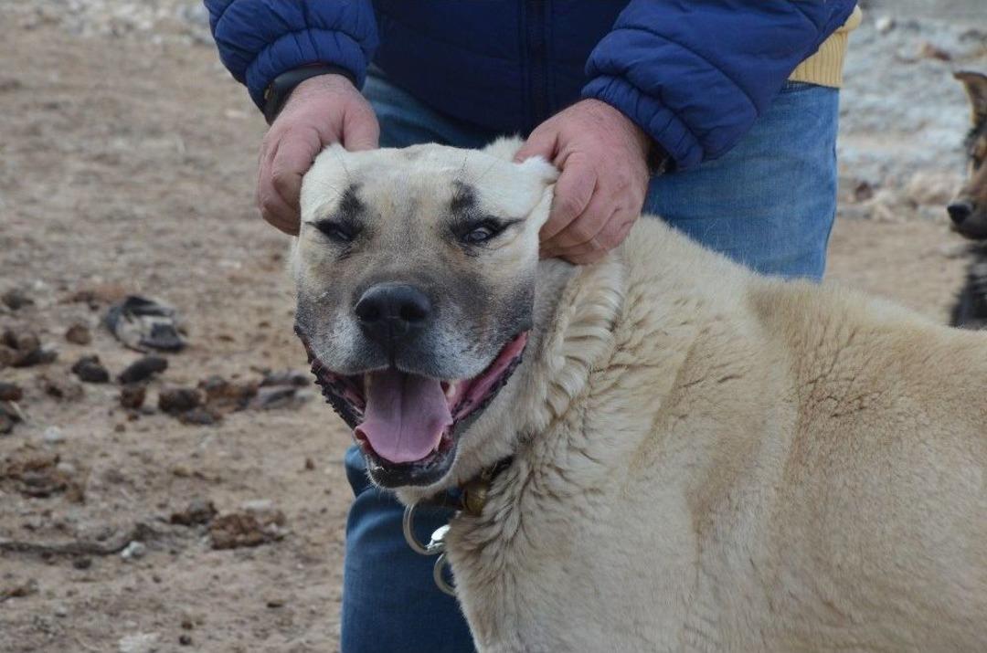 K&ouml;peğin Hırsızlara Karşı Amansız M&uuml;cadelesi