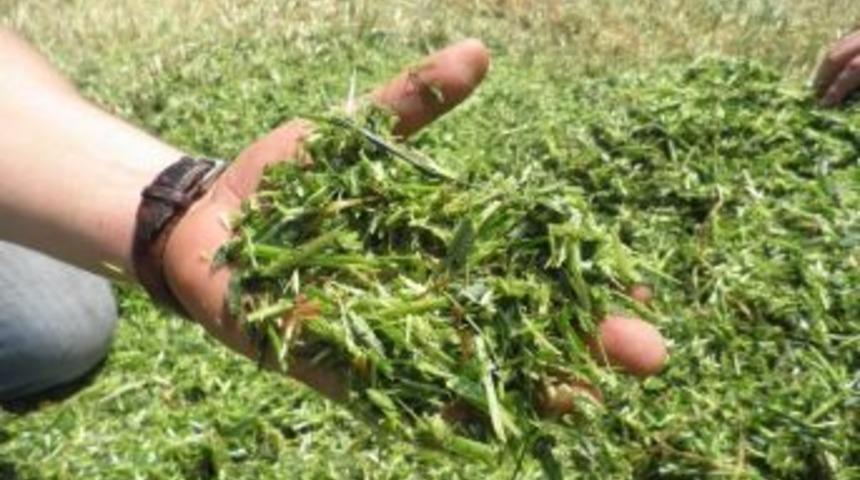 İzmitli &Ccedil;ift&ccedil;ilere Tohum Desteği Verilecek