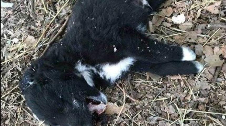 Manisa&rsquo;da 3 Yavru K&ouml;pek Vahşice &Ouml;ld&uuml;r&uuml;ld&uuml;