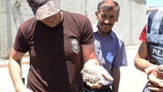 Yavru Kukumav Kuşlarına Özel Harekatçı Şefkati