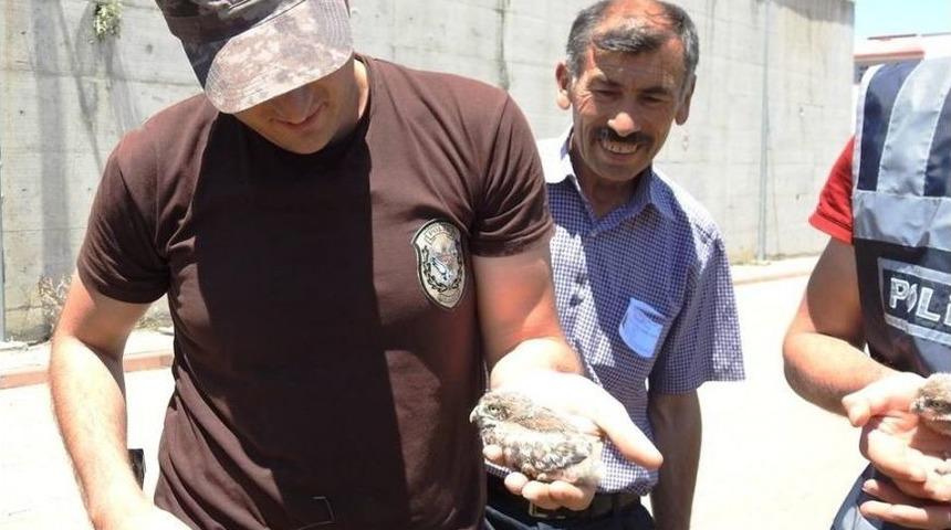 Yavru Kukumav Kuşlarına Özel Harekatçı Şefkati