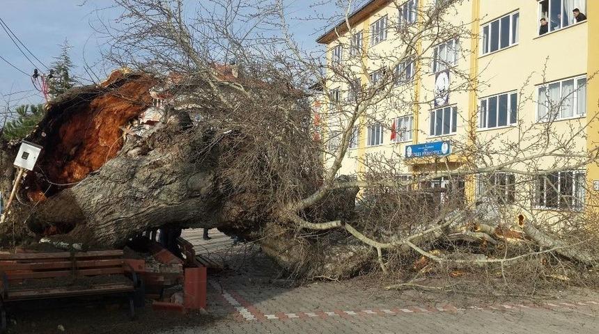 170 Yıllık Ağaç Devrildi