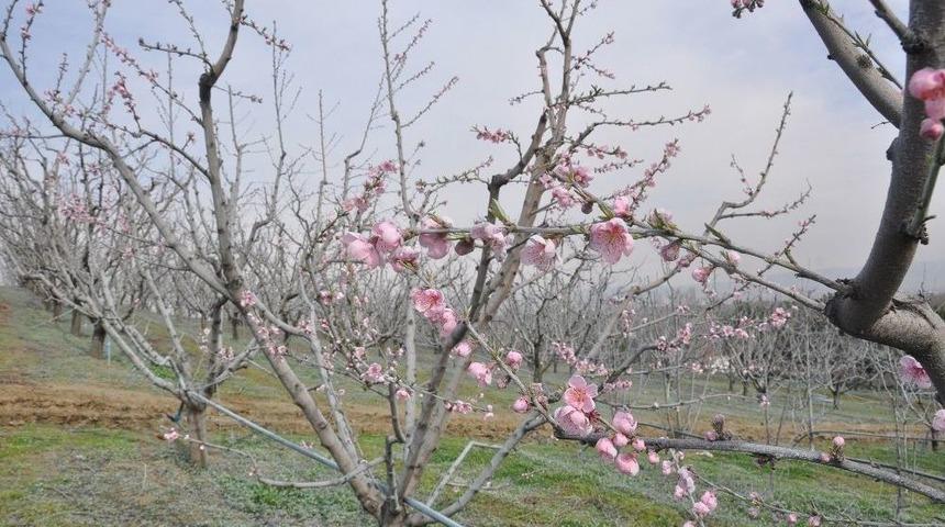 Bursa&rsquo;da Şeftaliler &Ccedil;i&ccedil;ek A&ccedil;tı