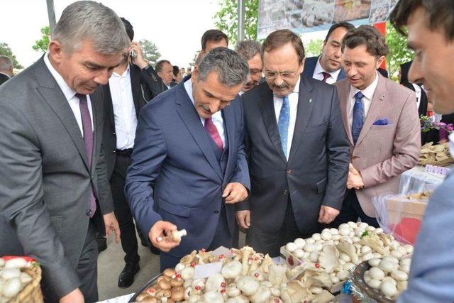 Samsun’da “mantar Şenliği”