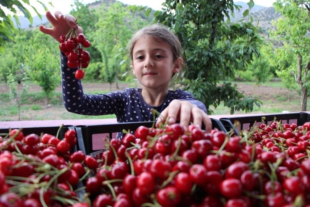 Amasya&rsquo;da Kirazlar 20 G&uuml;n Erkenden Oldu