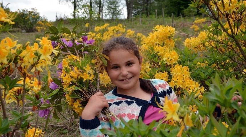 Karadeniz Yaylalarında Orman G&uuml;lleri A&ccedil;tı