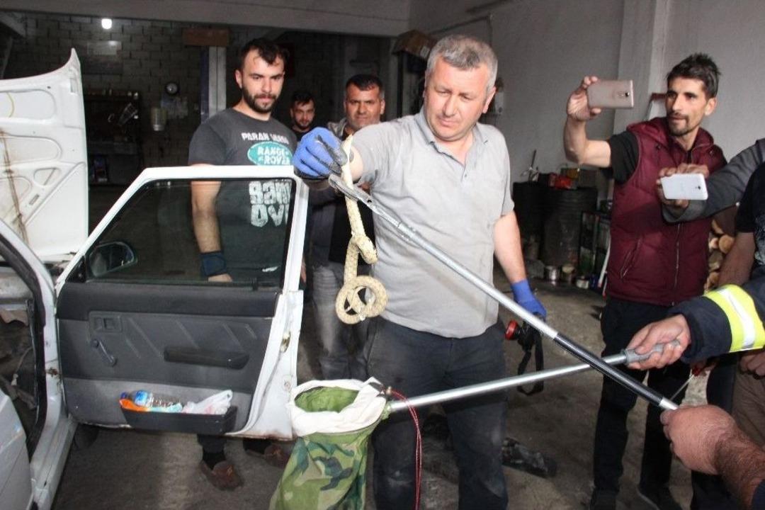 Torpidodan Kafasını &Ccedil;ıkaran Yılan Korkuttu