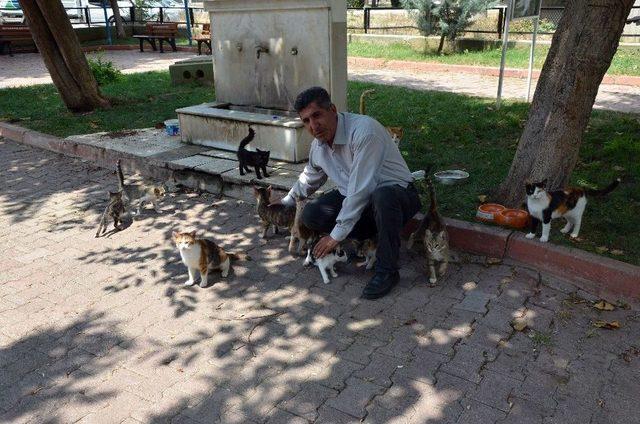 Kihayko Başkanı Metin: "hayvanları Koruma Kanunu Değiştirilmeli" 2