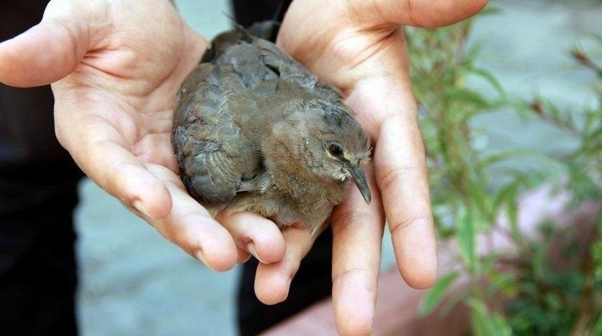 Yaralı Güvercine İlk Müdahale 112 Ekiplerinden