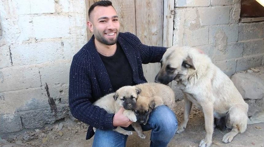 Kangal Yavruları Ameliyat Olursa Y&uuml;r&uuml;yecekler