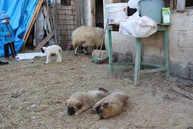 Kangal Yavruları Ameliyat Olursa Yürüyecekler