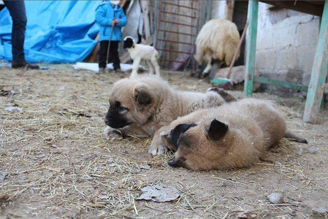 Kangal Yavruları Ameliyat Olursa Yürüyecekler