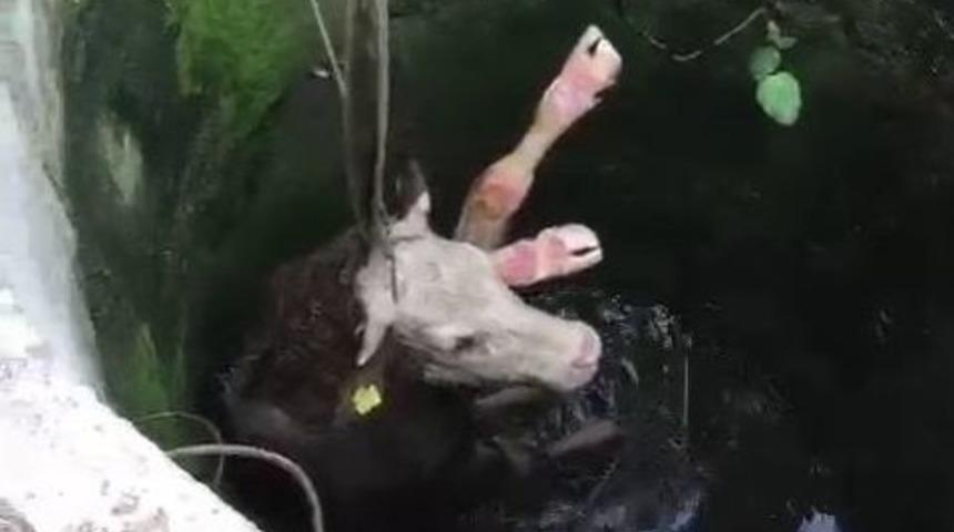 İnek Aşağıda, İtfaiye Ekipleri Yukarıda Zor Anlar Yaşadı