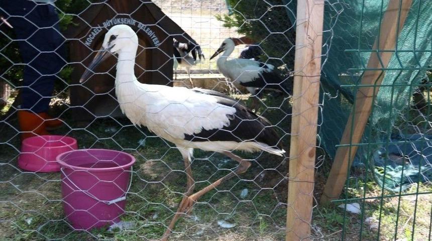 Yavru Leylekler Doğaya Salınacak