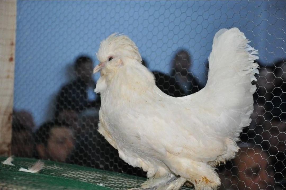 Simav&rsquo;da İlk Kanatlı Hayvan Mezatı