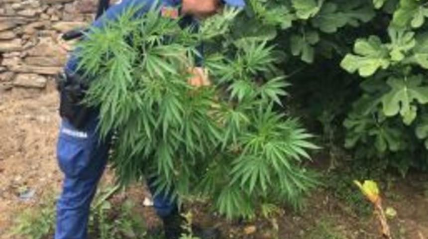 Aydın Jandarması Yasa Dışı Ekime Ge&ccedil;it Vermiyor