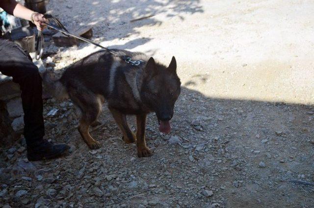 Hatay’da Kaybolan Küçük Ufuk Özel Köpeklerle Aranıyor