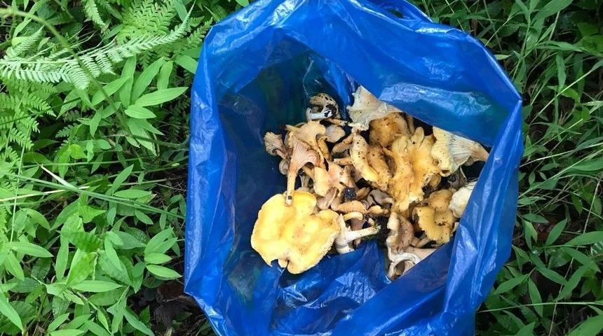 Orman Mantarı Lezzeti İle Kendini Aratıyor