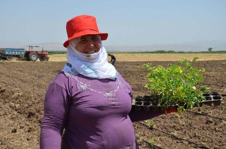 Kadınların Karpuz Ekim Mesaisi G1