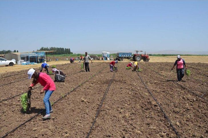 Kadınların Karpuz Ekim Mesaisi G4