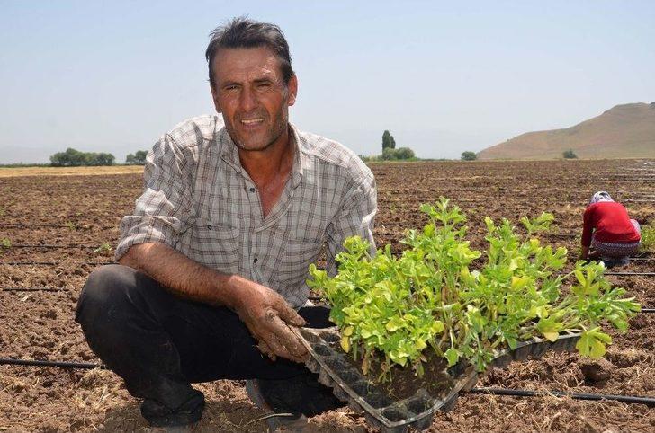 Kadınların Karpuz Ekim Mesaisi G5