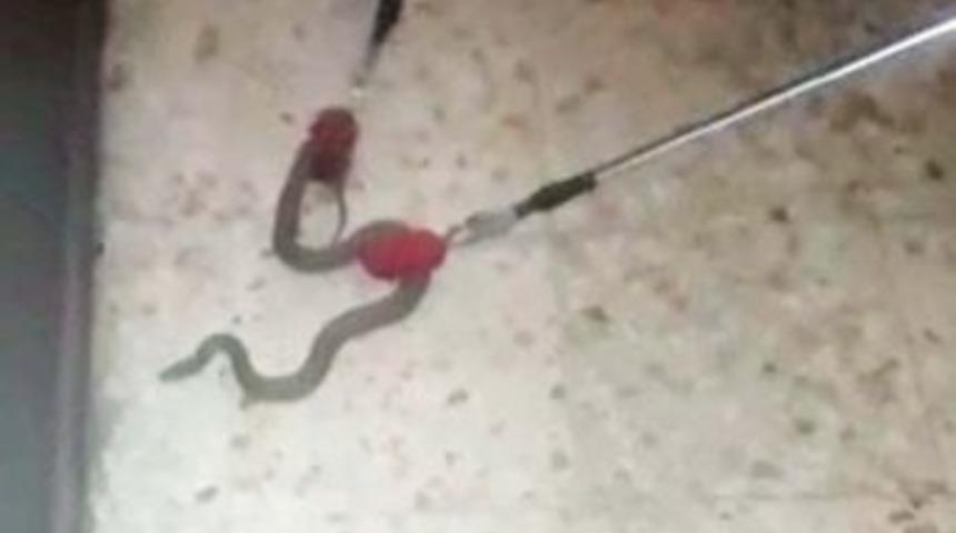 Apartmana Giren Yılan Yakalandıktan Sonra Doğaya Bırakıldı