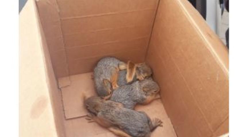 Anneleri Telef Olan Sincap Yavrularına Orman Ve Su İşleri Bakanlığı Sahip &Ccedil;ıktı