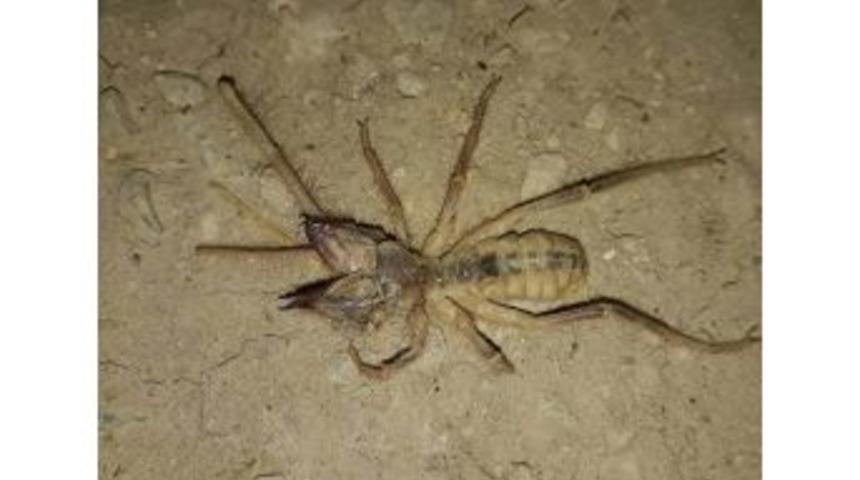 Yunak&rsquo;ta Et Yiyen &Ouml;r&uuml;mcek Paniği