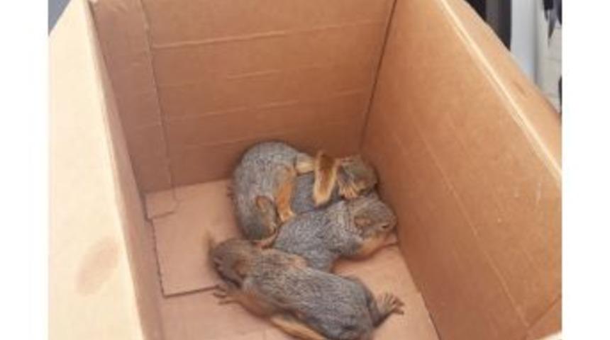 Anneleri &Ouml;len Sincap Yavrularına Bakanlık Sahip &Ccedil;ıktı