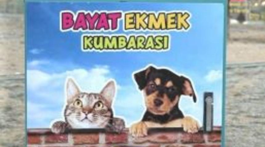 Belediyeden Sokak Hayvanları Duyarlılığı