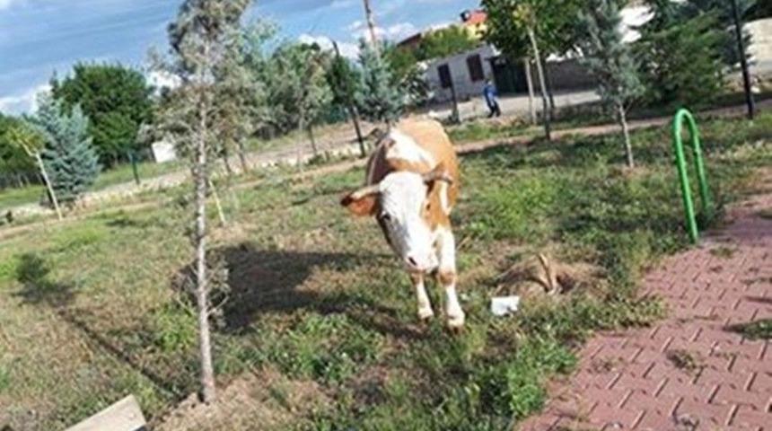 Parka &Ccedil;ocuklar Yerine İnekler Geliyor