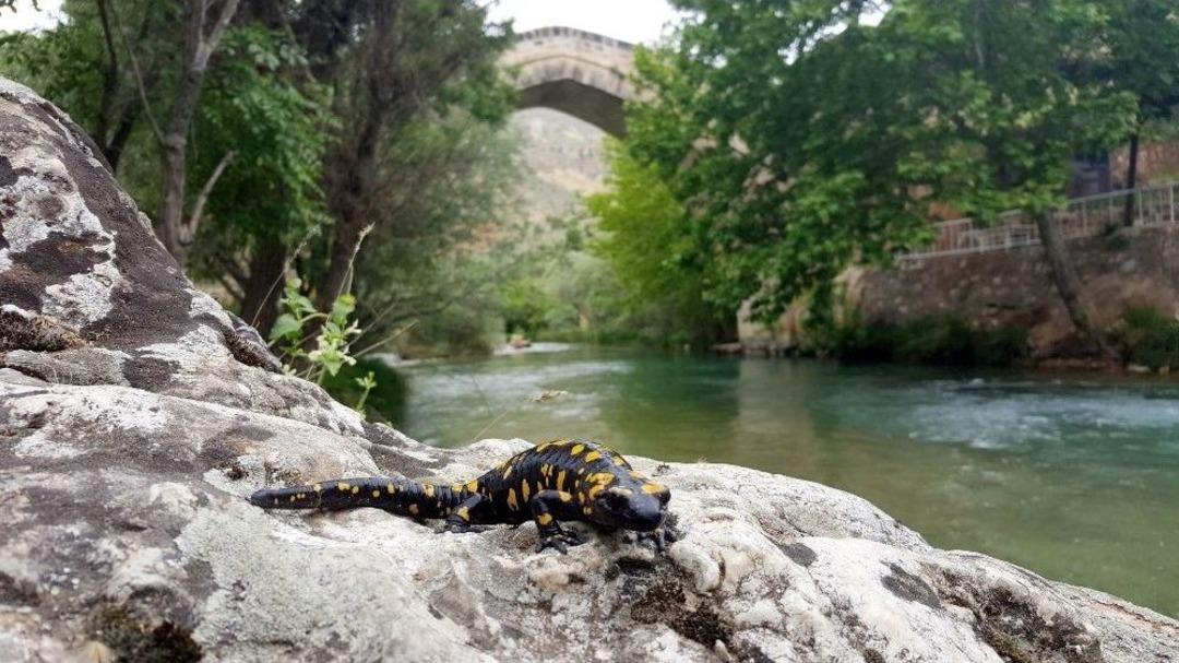 Koruma Altındaki &rsquo;benekli Semenderler&rsquo; Tunceli&rsquo;de G&ouml;r&uuml;nt&uuml;lendi