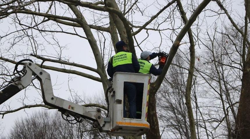 Arıtma Tesisi İ&ccedil;inde Bulunan 300 Yıllık &Ccedil;ınar Ağacı Korumaya Alındı