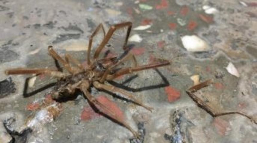 Et Yiyen &lsquo;sarıkız &Ouml;r&uuml;mceği&rsquo; Paniğe Neden Oldu