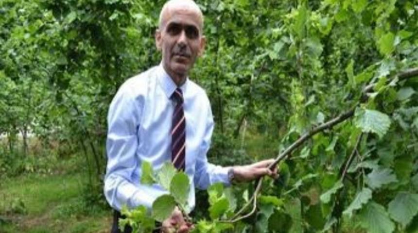 Giresun Ziraat Odası&rsquo;ndan &Uuml;reticilere Rekolte Uyarısı