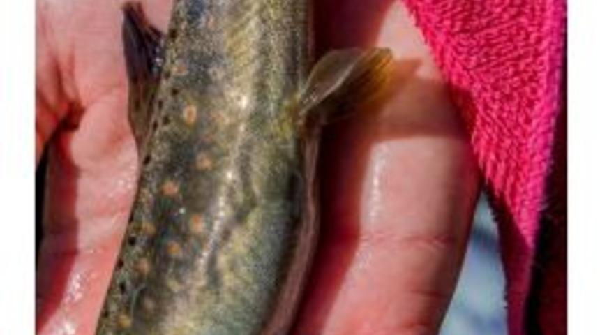 Ordu’nun Derelerine Balık Dayanmıyor