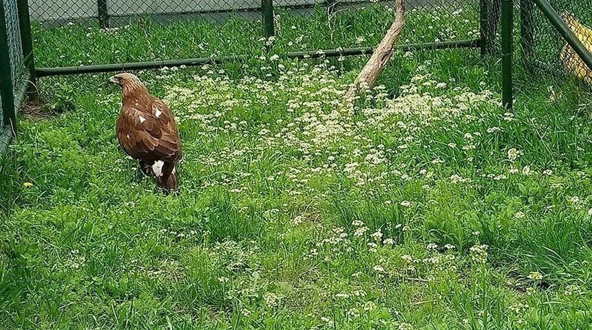 Tedavisi Tamamlanan Kara Akbaba Özgürlüğe Kanat Çırptı