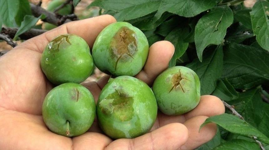 Mersin’de Çiftçiyi Dolu Vurdu