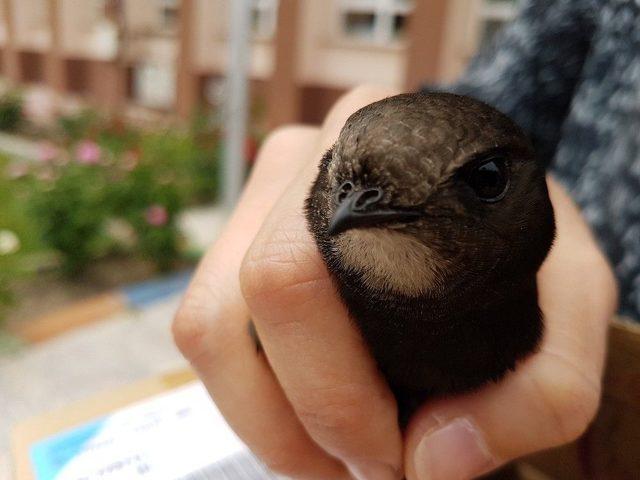 Minik Hayvanseverden Yine Örnek Bir Davranış