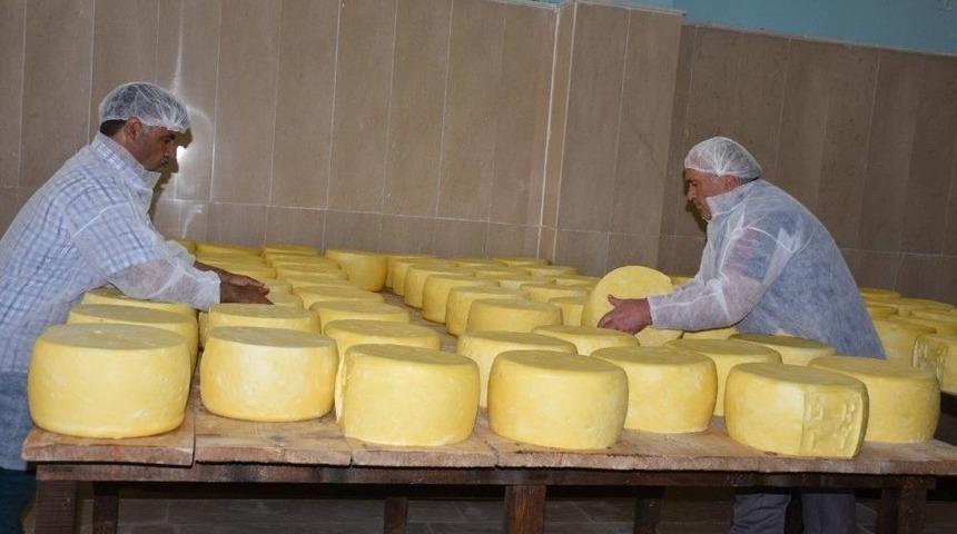 Devlet Desteğiyle Kurulan Tesiste G&uuml;nde 8 Ton S&uuml;t İşleniyor