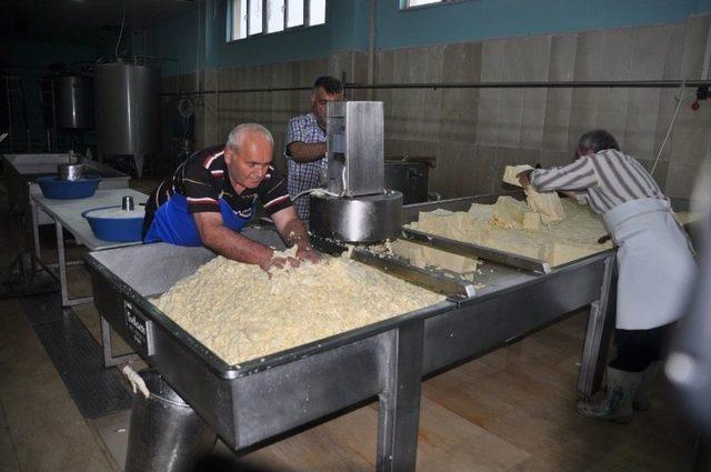 Devlet Desteğiyle Kurulan Tesiste Günde 8 Ton Süt İşleniyor