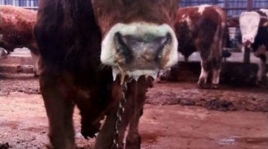 Yalova&rsquo;da Şap Salgını