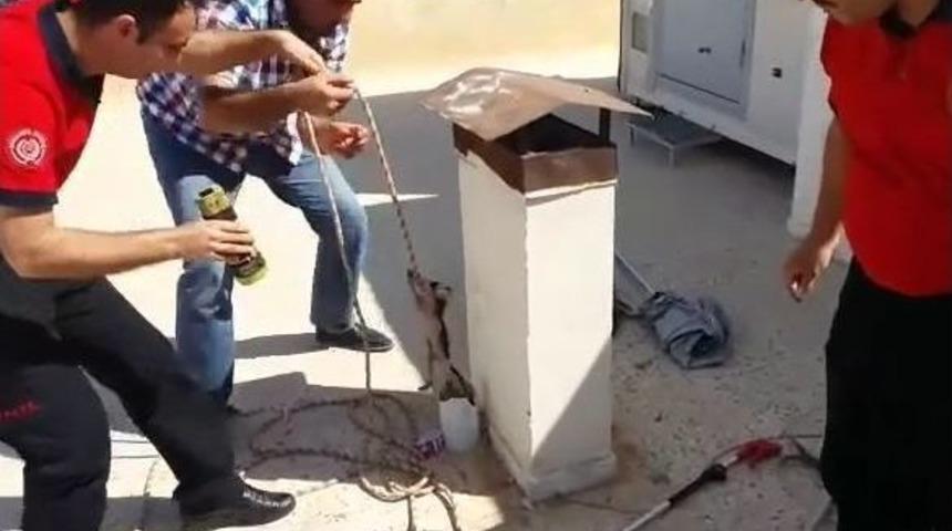 Yavru Kedinin İmdadına İtfaiye Yetişti