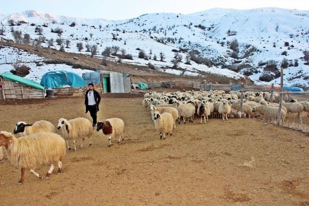 Erzincan&rsquo;da Bir Yılda 150 Bin&rsquo;den Fazla Hayvan Satıldı