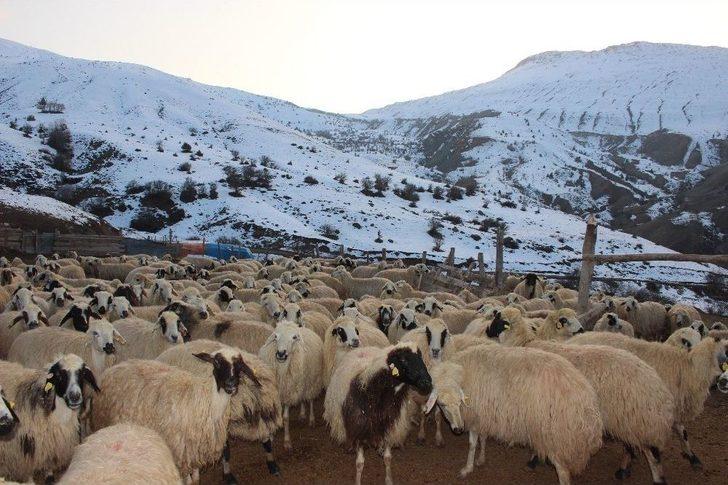 Erzincan’da Bir Yılda 150 Bin’den Fazla Hayvan Satıldı G4