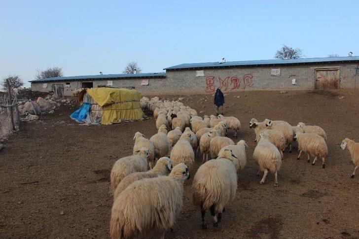 Erzincan’da Bir Yılda 150 Bin’den Fazla Hayvan Satıldı G5