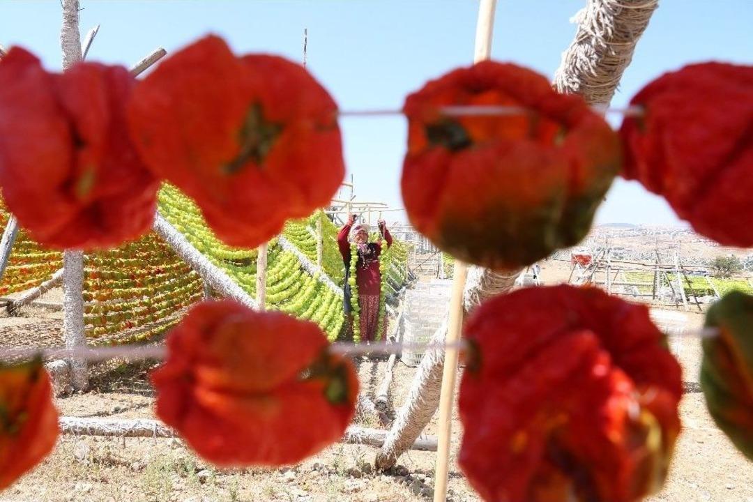 Biber &Uuml;reticilerinin Y&uuml;z&uuml; Sıcak İle G&uuml;ld&uuml;